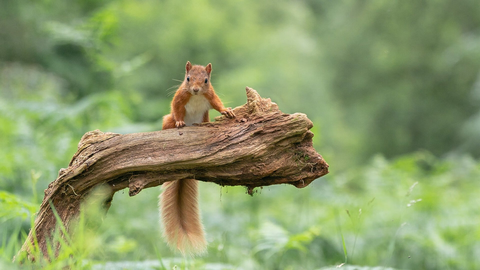 当铁骑踏过国会山，一场美加墨世界杯预演式的NBA跨界焦点战