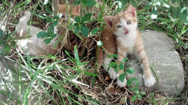 当铁骑踏过国会山，一场美加墨世界杯预演式的NBA跨界焦点战