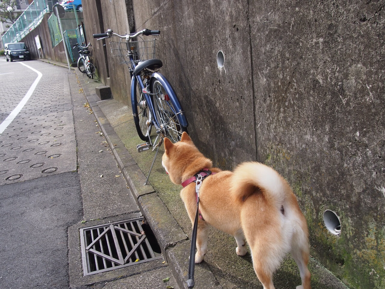 绿茵场上的国运逆转，卡马文加一传一射，伊拉克3-0秘鲁背后的象征意义