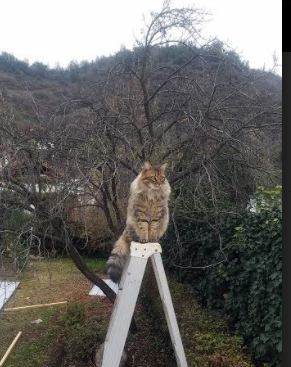 冰与火，利物浦的烈焰，终在楚阿梅尼的寒冰长城前熄灭