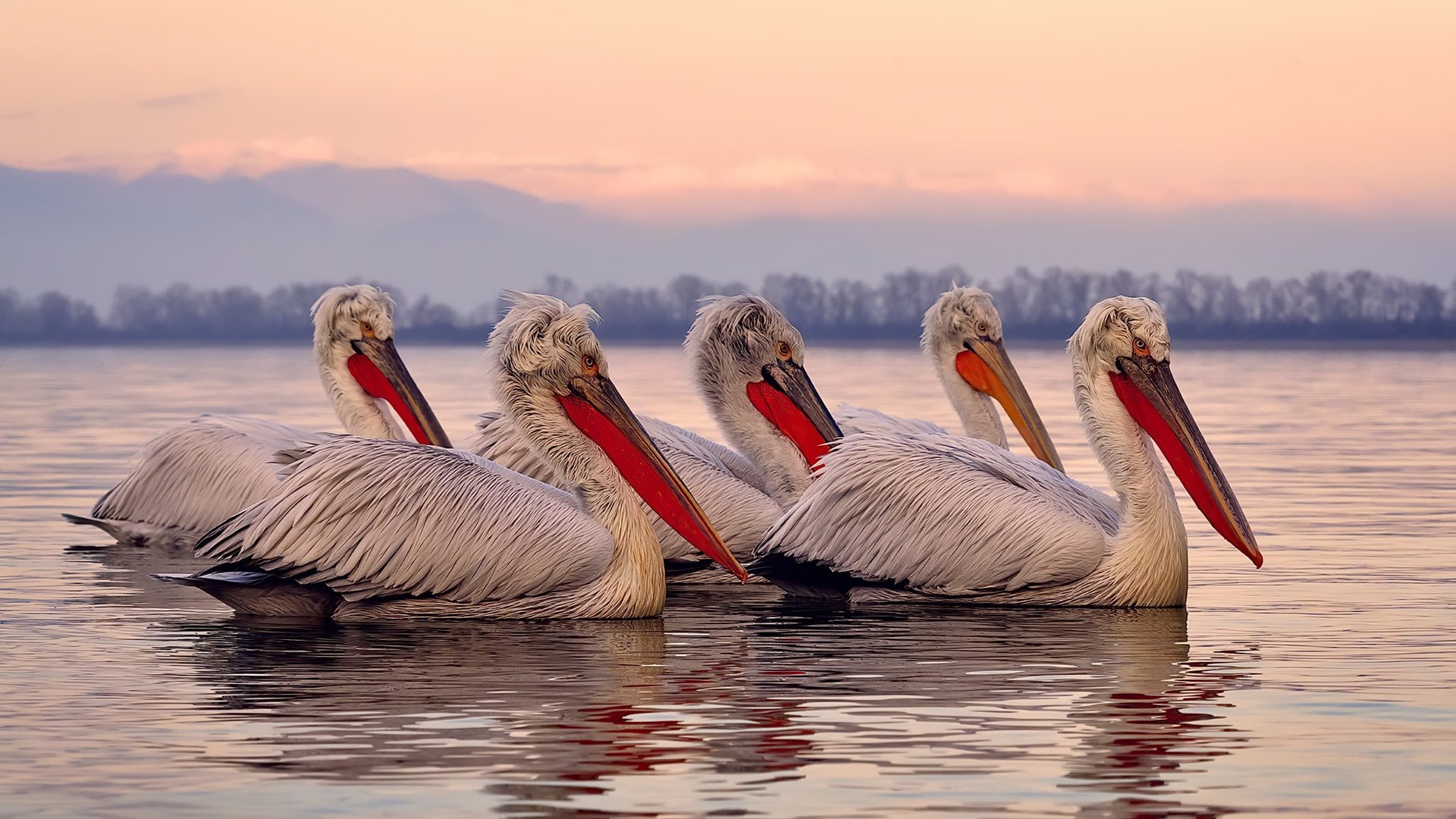 托尼一锤定音，法国轻取贝蒂斯，今夜唯一的关键先生