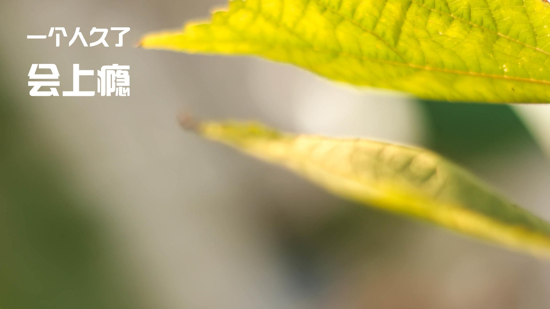 极速对决，当F1的速度哲学强行终结篮球传统—广厦队如何被步行者式战术击溃