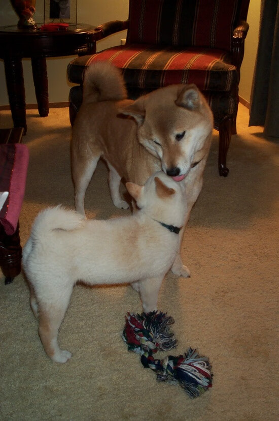 闪耀巨星与团队狂飙，西亚卡姆价值升华，雄鹿开启季后赛模式