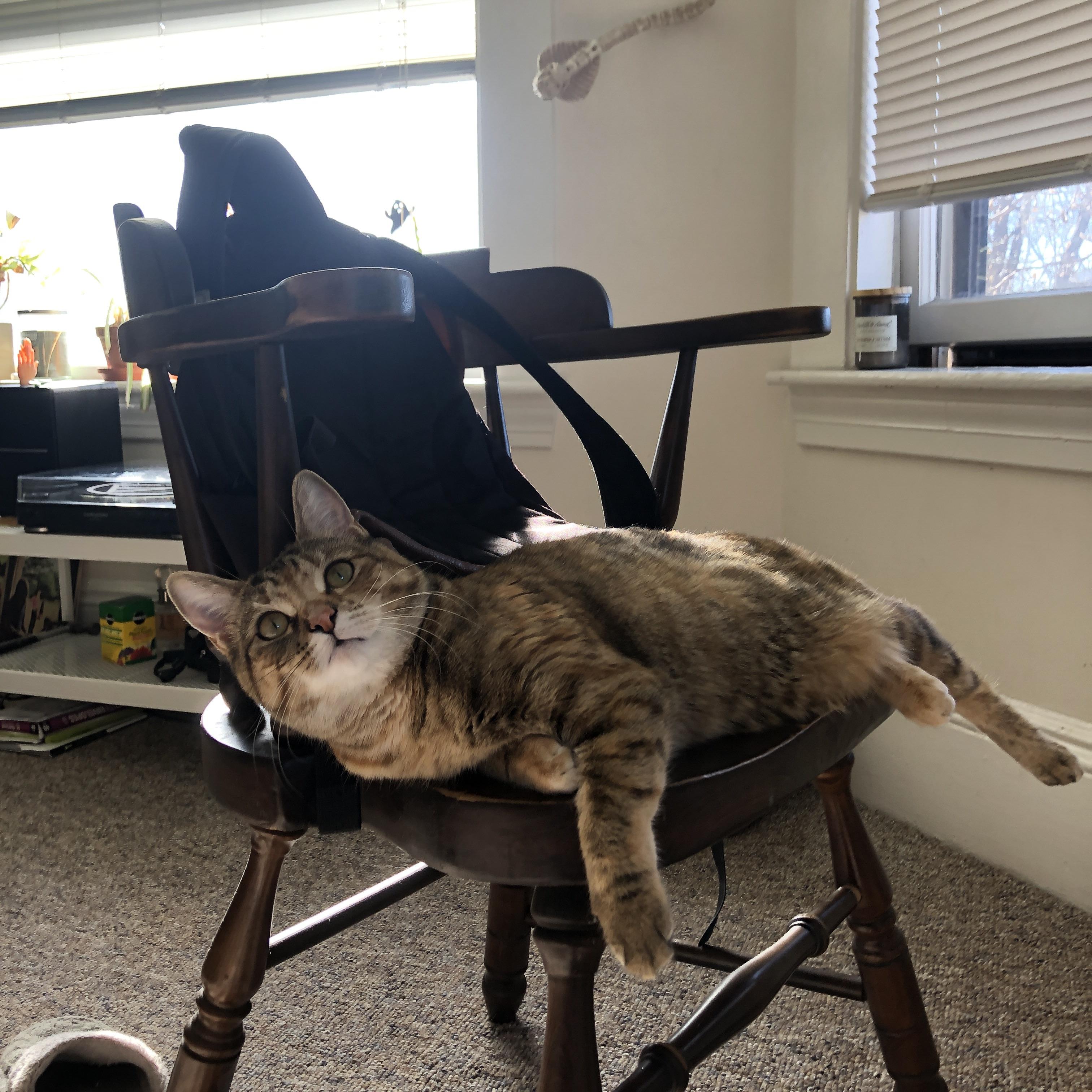 双线战场，拜仁的压迫美学与凯尔特人的淘汰赛智慧