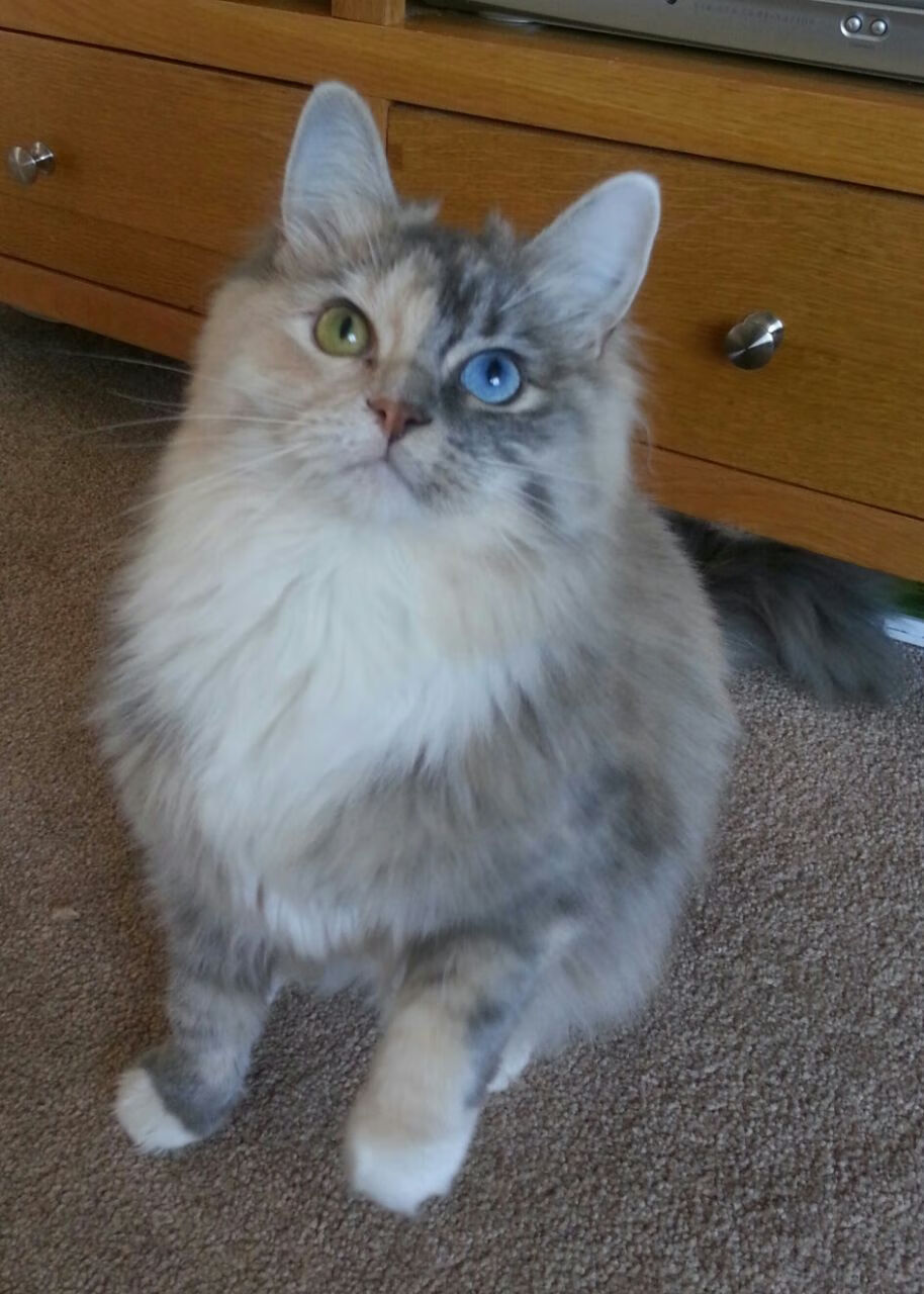 31+17+9！武切维奇数据全面爆炸难救主，森林狼鏖战步行者上演生死时速