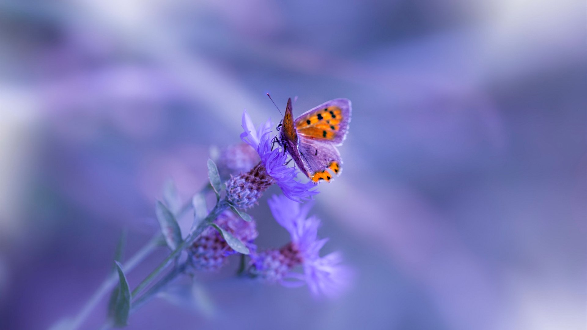 跨界荣耀，几内亚足球震撼葡萄牙，布鲁诺F1争冠接管比赛