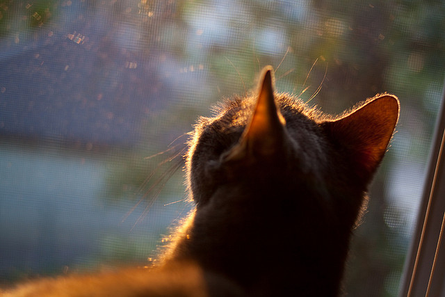 当法国天才撕裂纽约防线,文班亚马梦幻夜助浙江掀翻篮球麦加