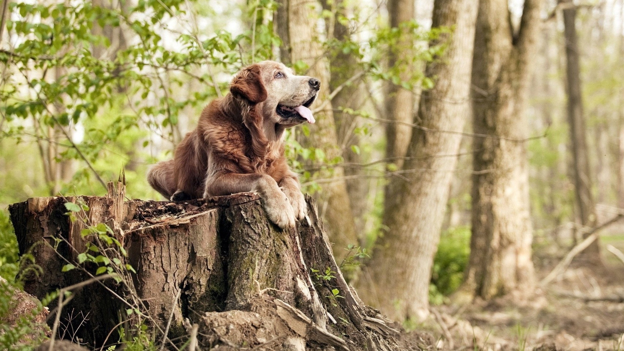 马克西单骑难救主,公牛铁血战术压制步行者