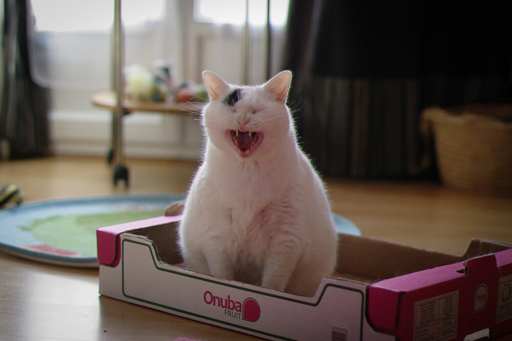 紫金风暴,湖人单节狂潮切特擎天柱,骑士徒叹无奈