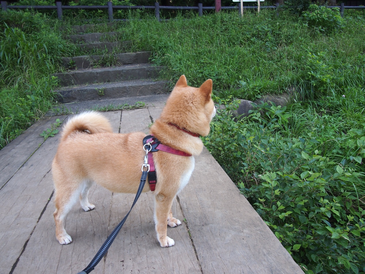 南美飓风踏平加勒比堡垒，黄金一代梦碎，无名英雄佩纳封神美洲杯