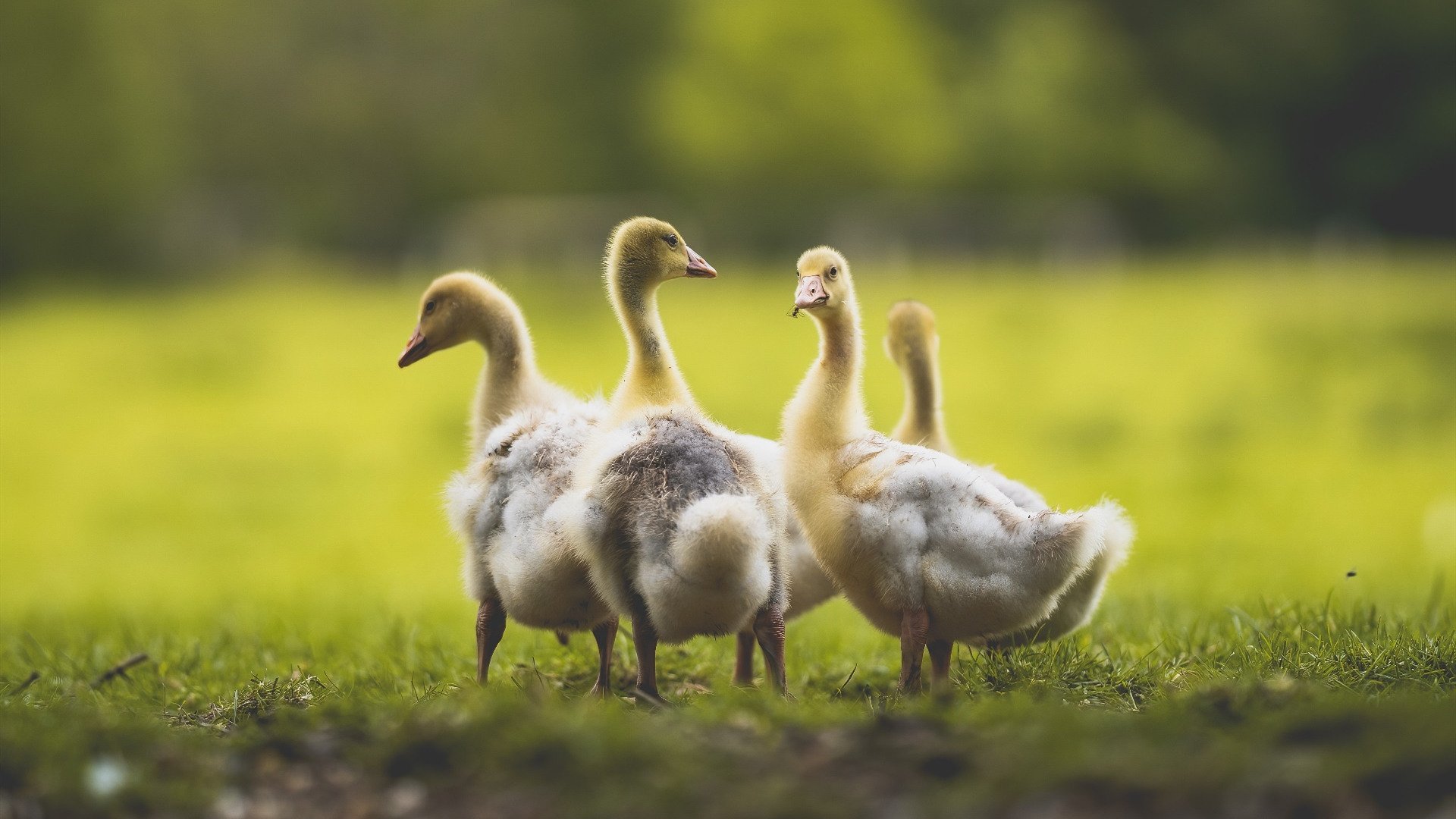 字母哥稳定输出如超强芯片，灰熊队以算法战术击溃辽宁队