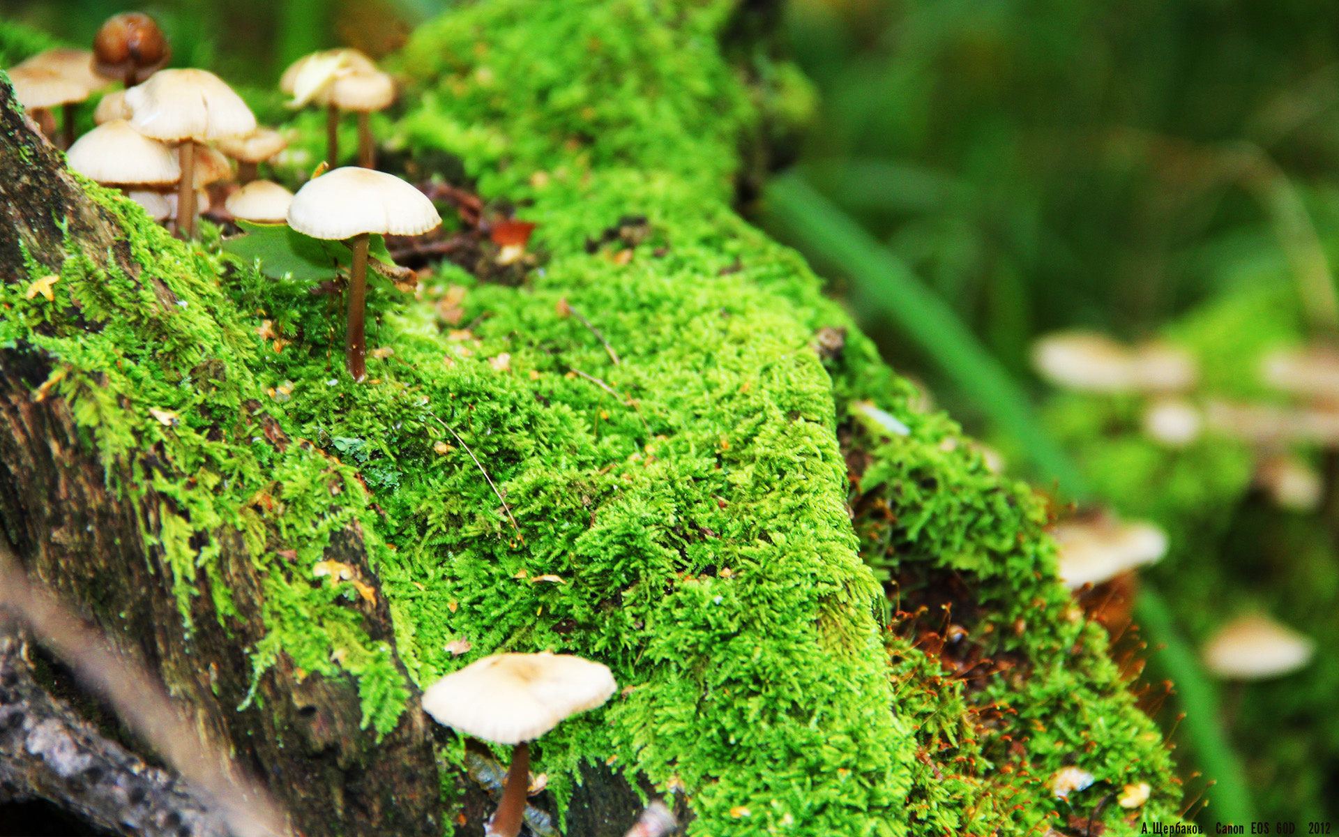 凯恩的獠牙撕碎红牛，意式防反在欧洲依然锋利