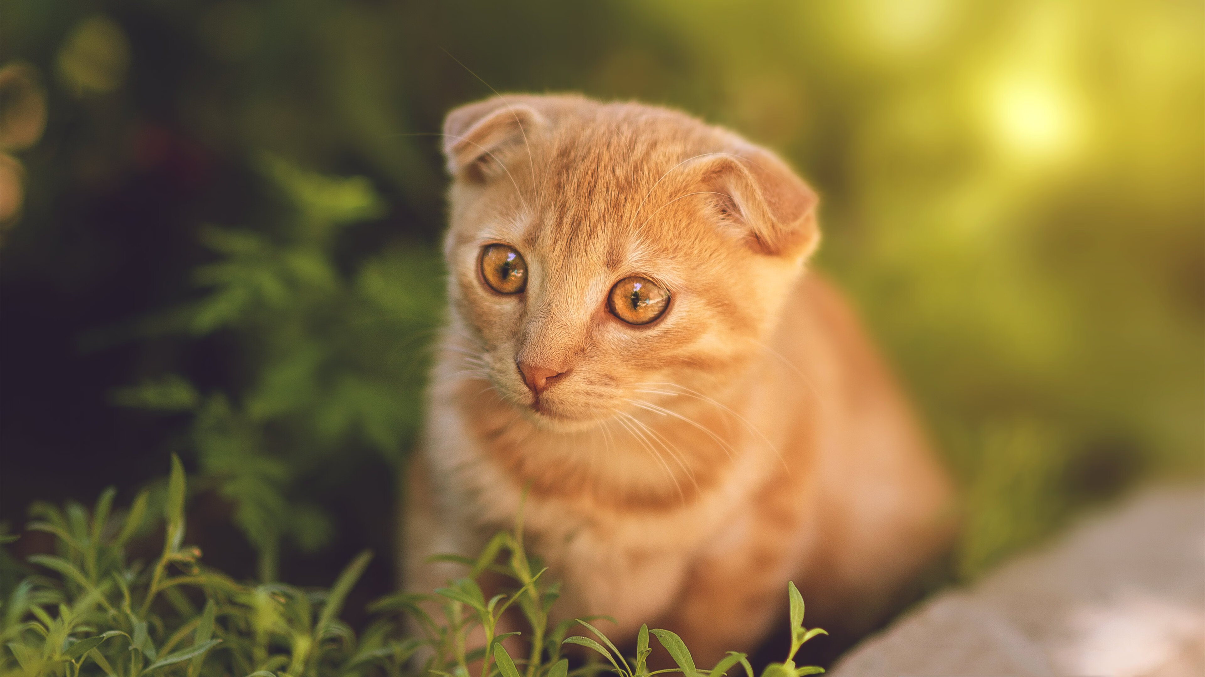 万物归宗,从绿茵场到棋盘,哈弗茨爆发与沙特棋王胜出的底层逻辑