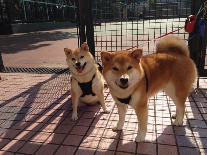 血染的权杖，武切维奇在终极鏖战中接管比赛