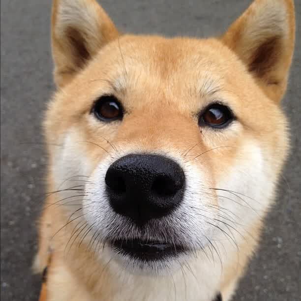 阴影锁链，阿尔瓦雷斯如何用防守扼杀一场战争般的较量