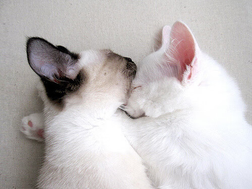 节奏之巅，当东方琴弦拨动西方战局