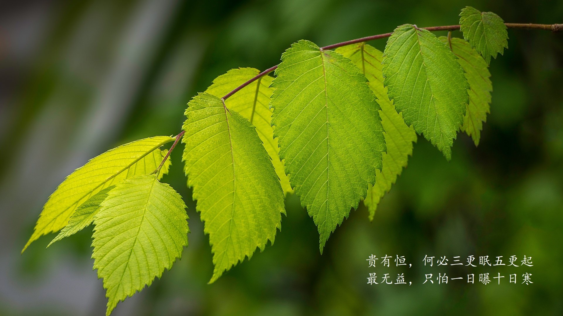 红色潮水吞没潘帕斯雄鹰,2026世界杯F组,匈牙利铁血压制阿根廷,三笘薰奏响孤勇者之歌