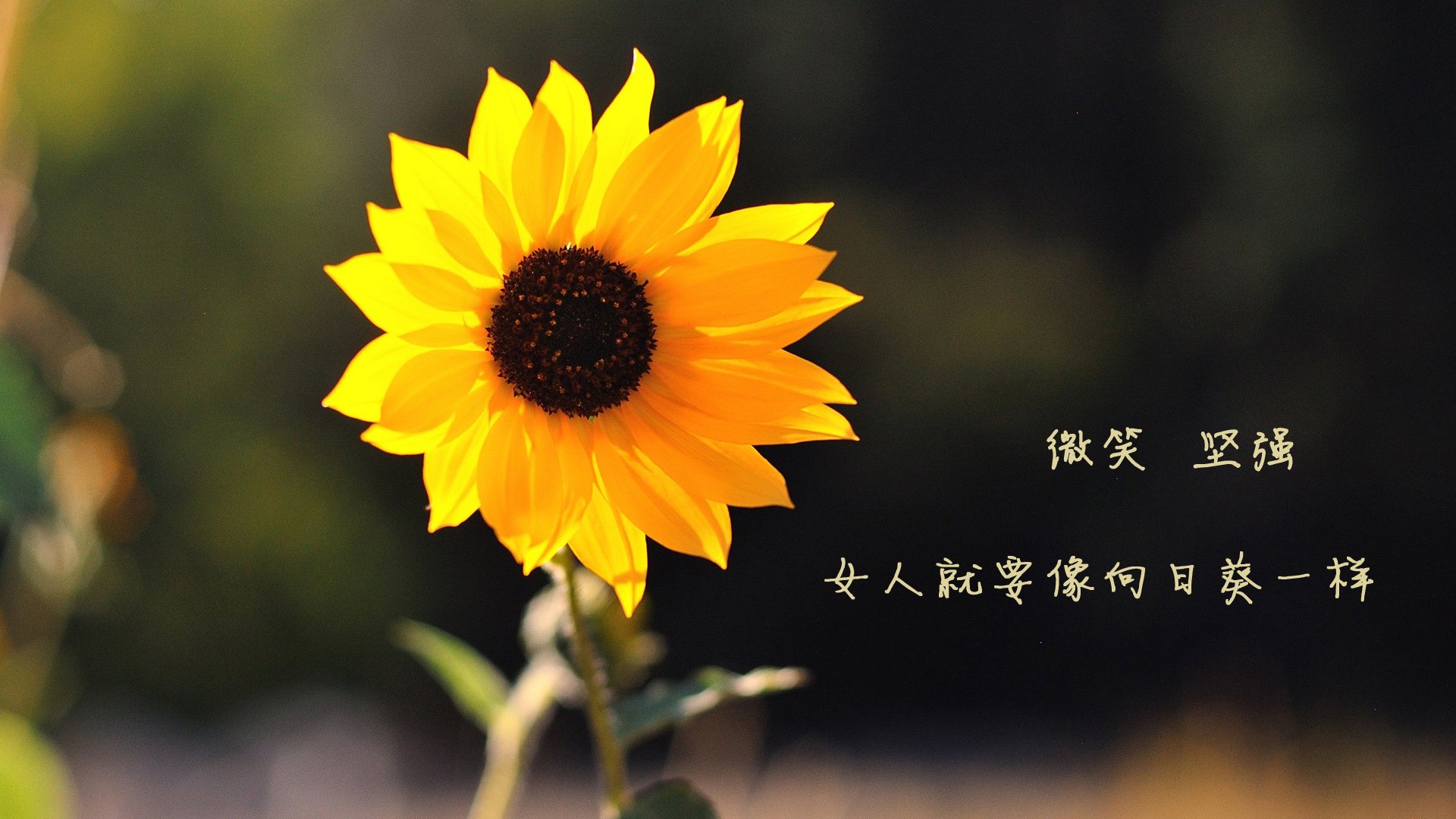 以下是文章的标题及内容