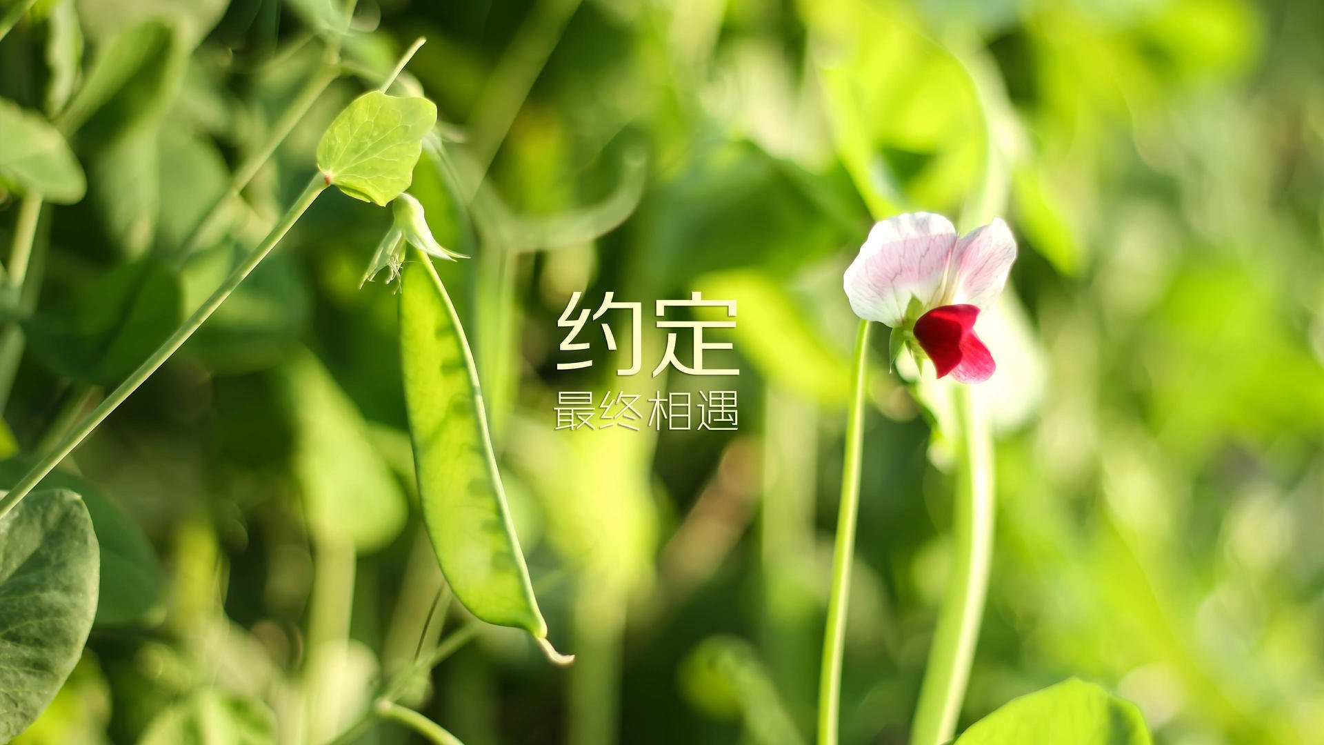 定格的命运,加迪夫之夜,巴雷拉的魔幻左脚与迦太基战车的完美复仇